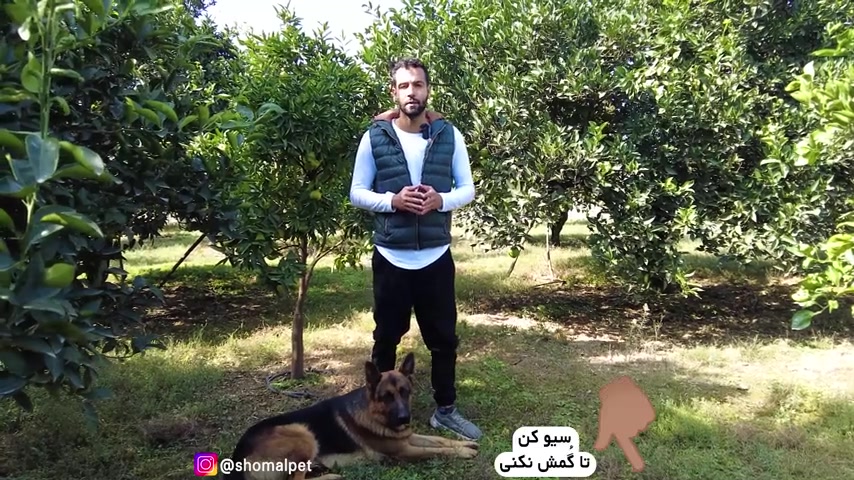 ویدیو ④سگ نگهبان ایرانی میوکلونوس
