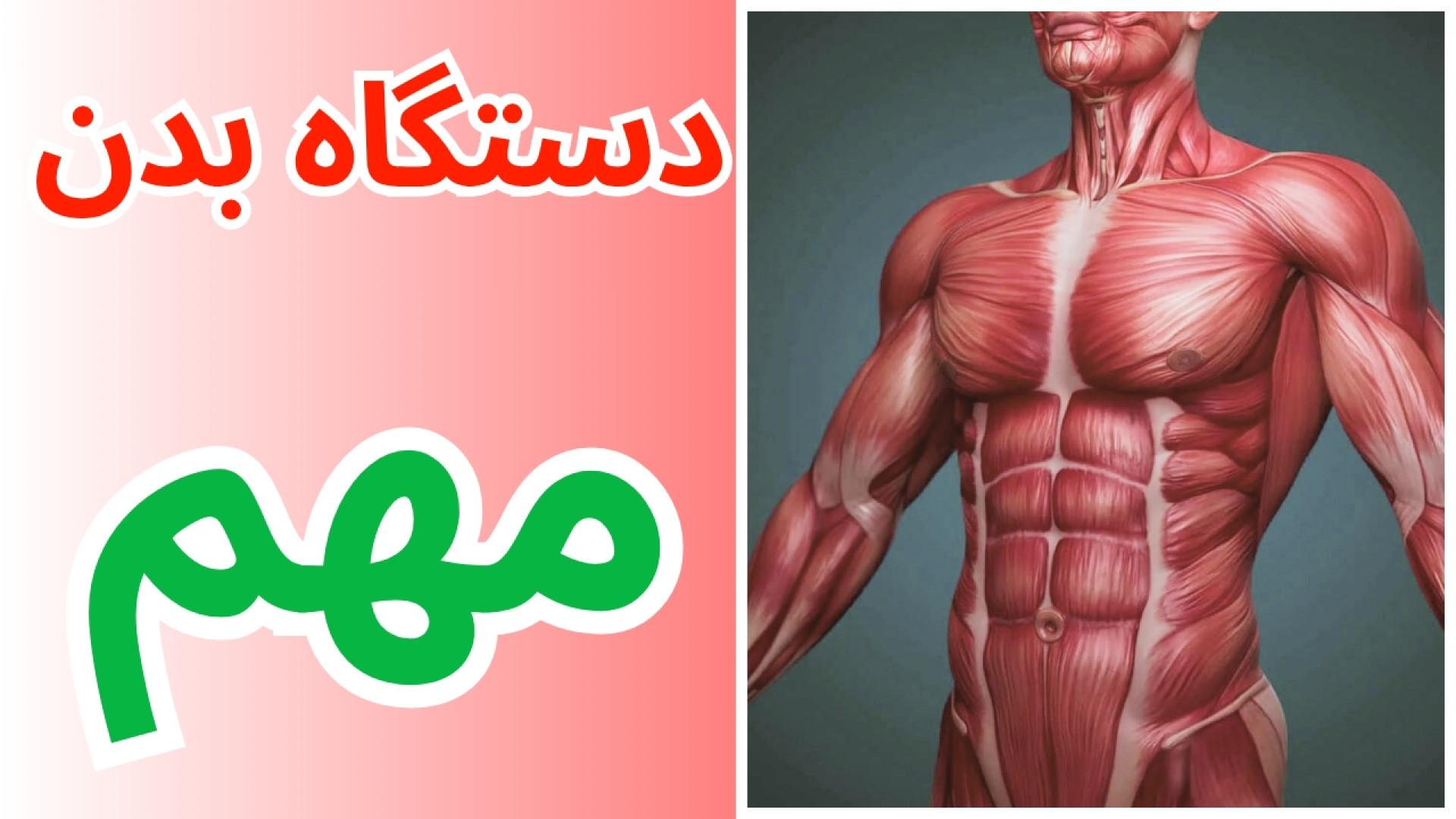 چرا دستگاه عضلانی از مهم ترین دستگاه های بدن است دندان شیری