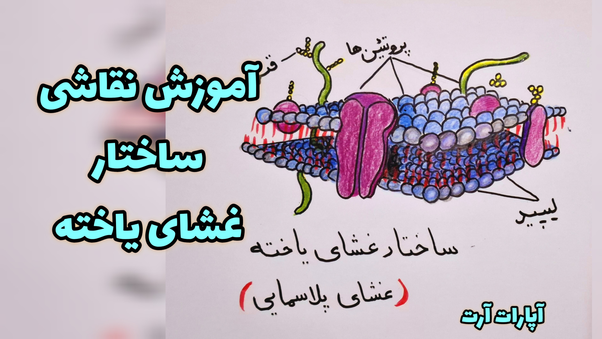 آموزش نقاشی ساختار غشای یاخته/ غشای پلاسمایی/علوم هفتم/ نقاشی مدارس ترومبوسیتوپنی مقاوم