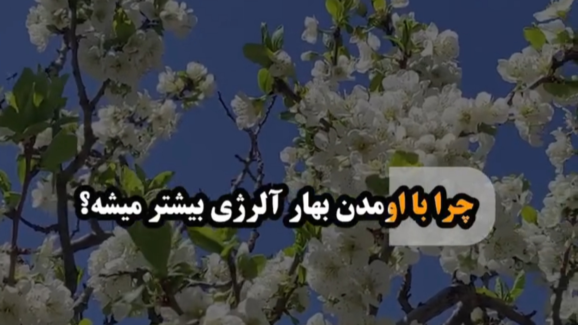 علت آلرژی در بهار دکتر شهرام سیدی متخصص آلرژی و ایمونولوژی