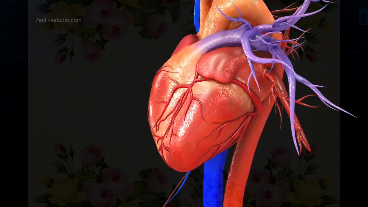 یاراطب ثامن در خصوص اسپاسم عروق شریانی می گوید . حلزون تیک‌تاکی