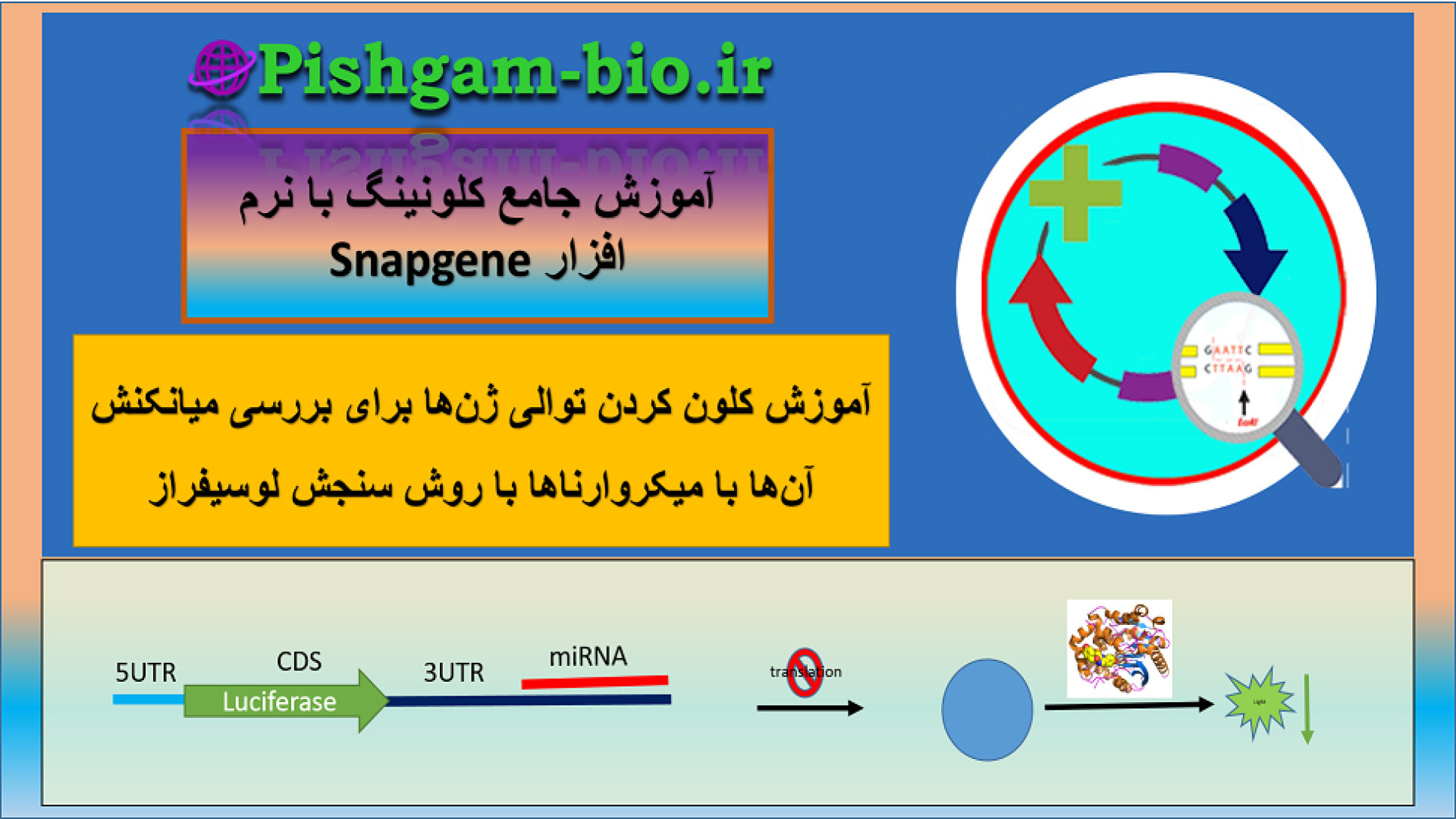 کلون کردن ژن‌ها برای بررسی میانکنش آن‌ها با میکروارناها با روش سنجش لوسیفراز آنیسکوری