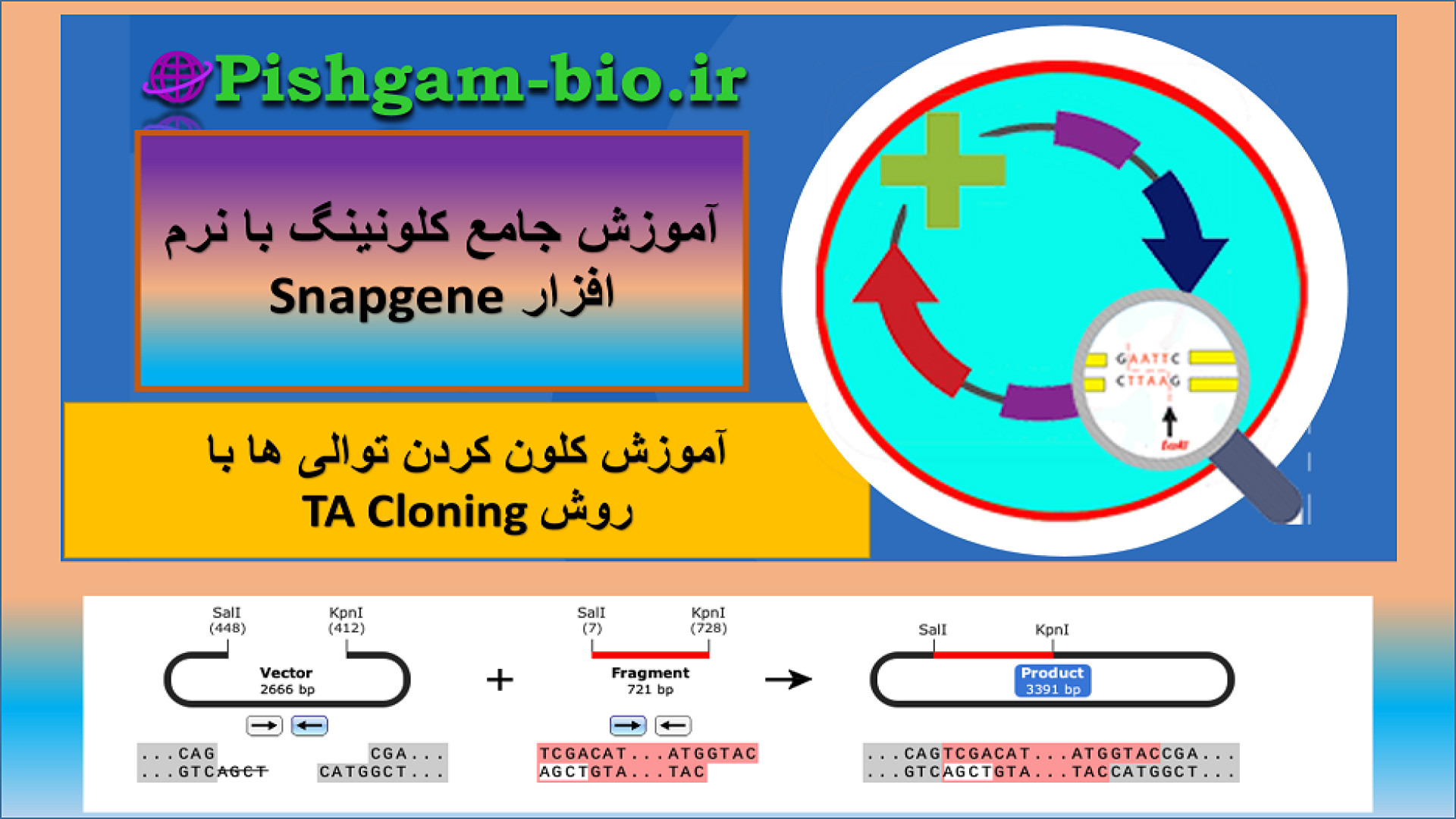 آموزش کلون کردن توالی ژن‌ها با روش TA cloning به زبان فارسی کشیدن دندان