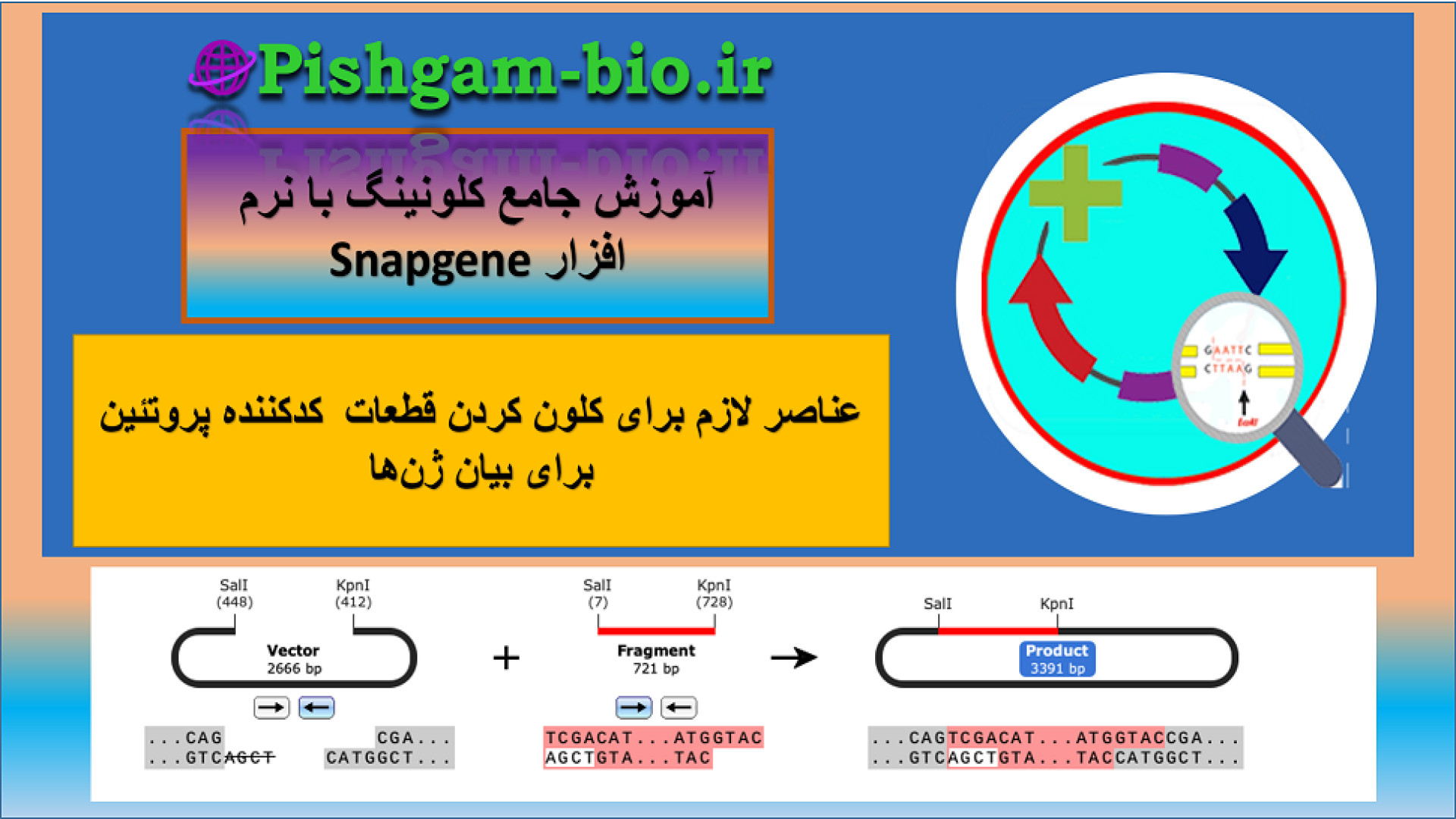 عناصر لازم برای کلون کردن قطعات کدکننده پروتئین برای بیان ژن‌ها سیستم ارزیابی هیستوترمیک