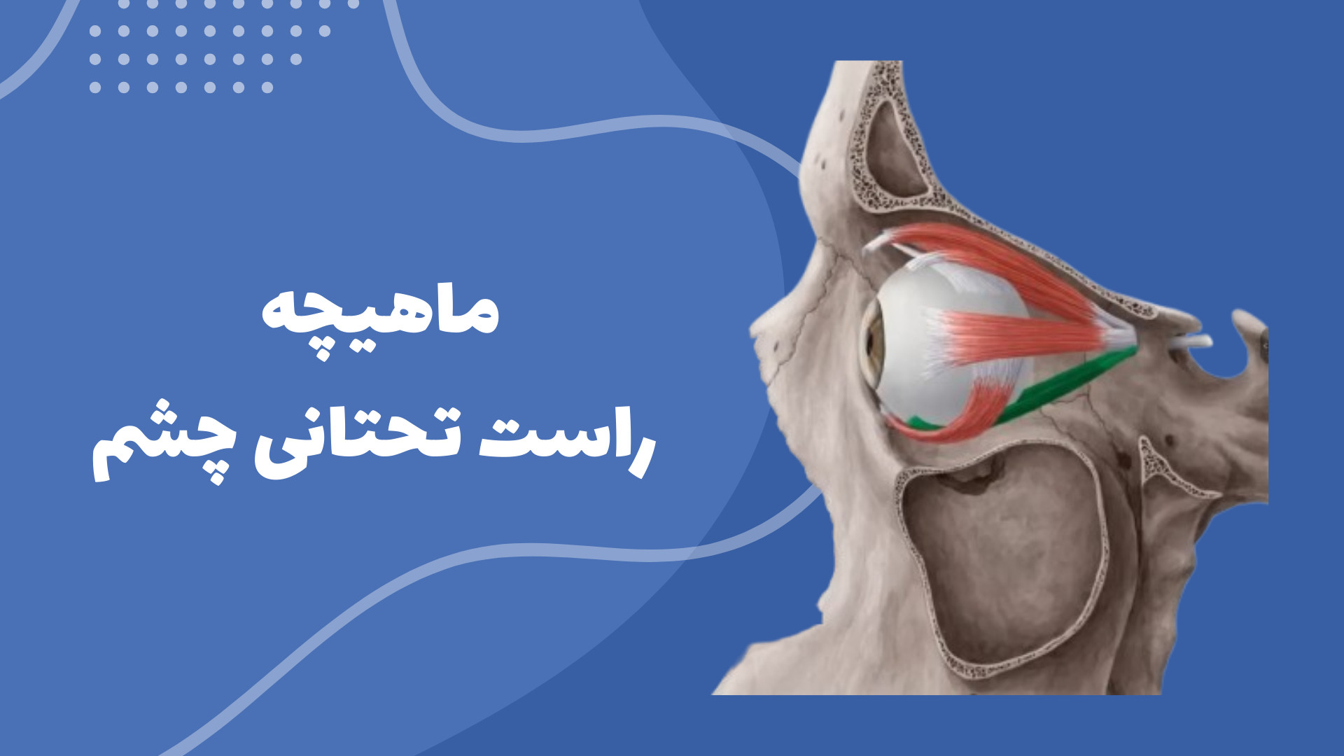 ماهیچه راست تحتانی چشم: ساختار، عملکرد و عصب‌دهی اینفلوئنسر بامزه