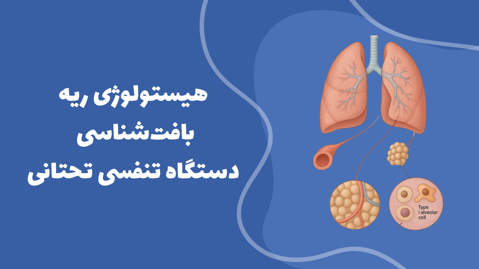 هیستولوژی ریه – بافت‌شناسی دستگاه تنفسی تحتانی پرت و پلا