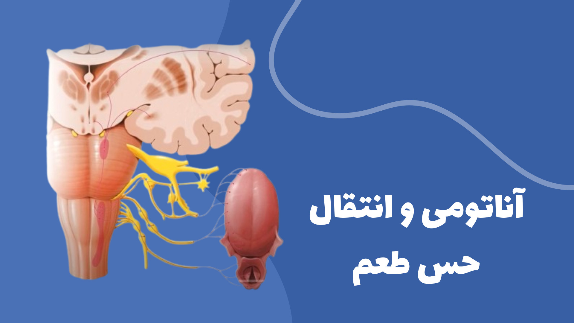مسیر چشایی – آناتومی و انتقال حس طعم پادکست