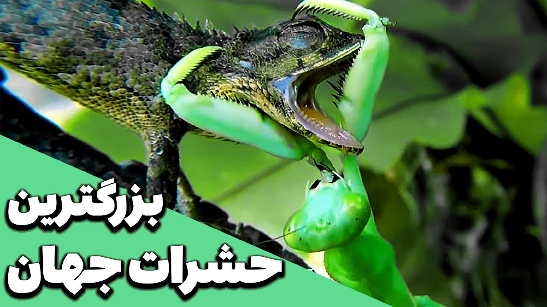 بزرگترین حشرات جهان - عجایب جهان - غول پیکرترین حشرات روی زمین جرمگیری