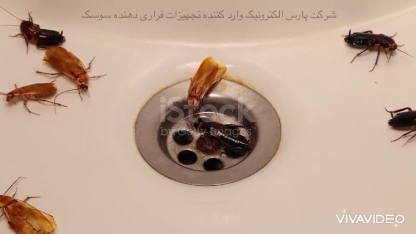 سوسک ها منتقل کننده انواع باکتری ها و بیماری ها هستند ماستوسیتوز