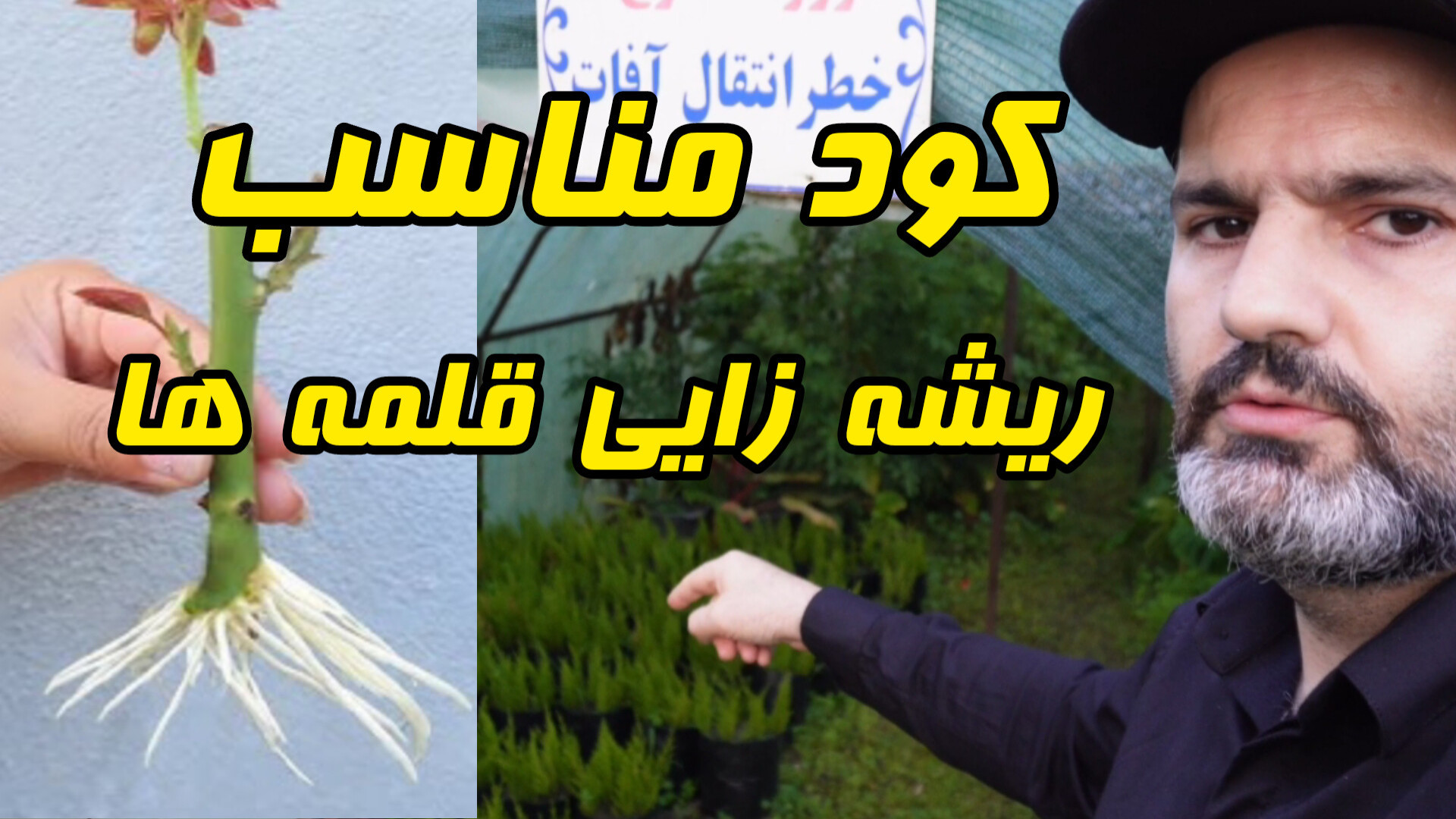 معرفی کود مناسب ریشه زایی قلمه های سرو طلایی و بقیه قلمه های گل و گیاه زمان542ثانیه
