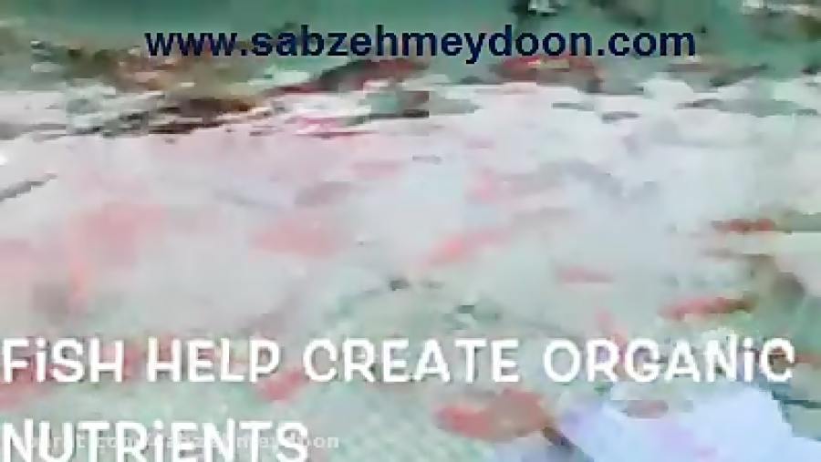 گلخانه آکوآپونیک (پرورش ماهی و...