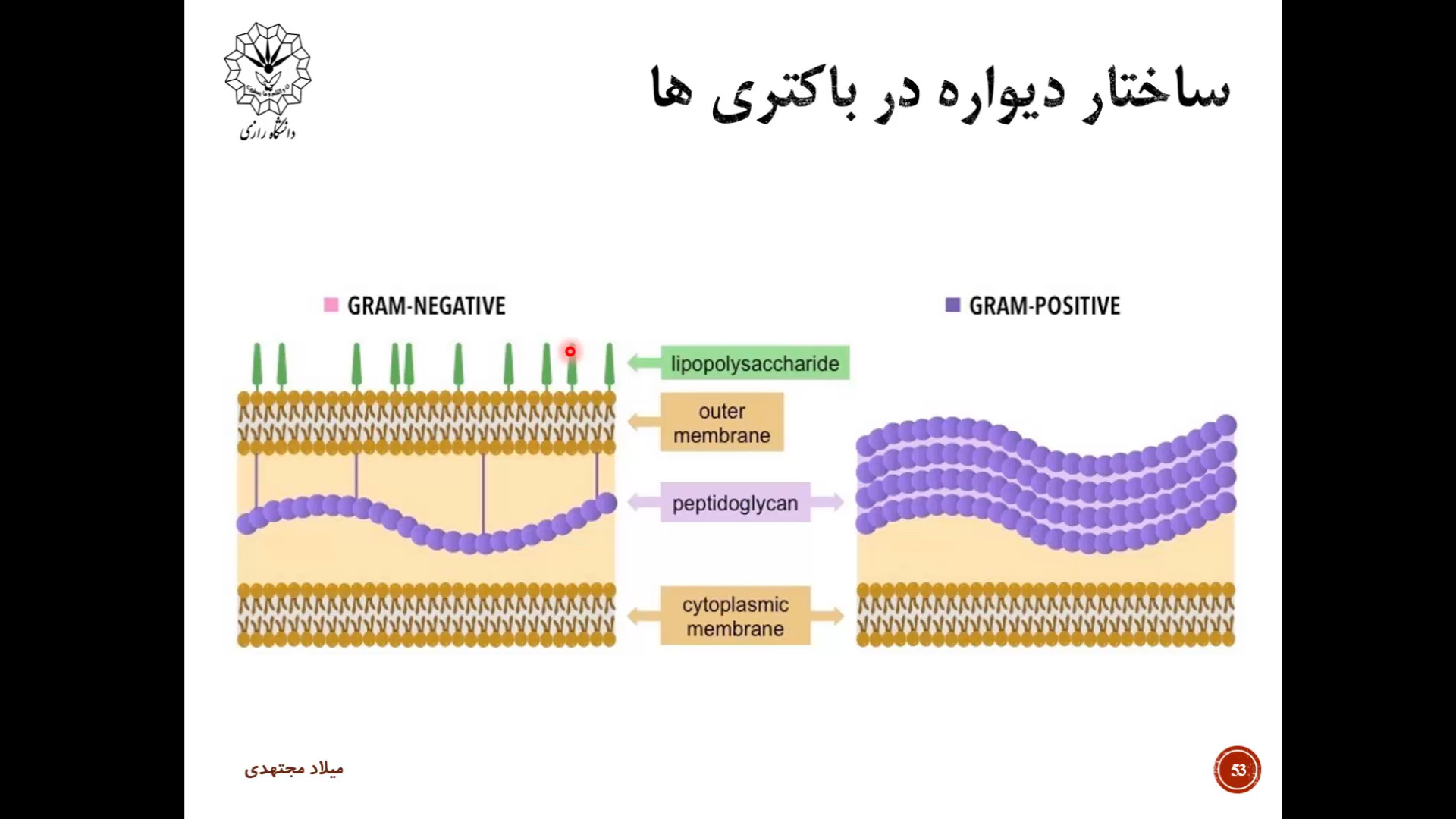 ساختار دیواره در باکتری های گرم مثبت و گرم منفی ابمابوسیکلیب
