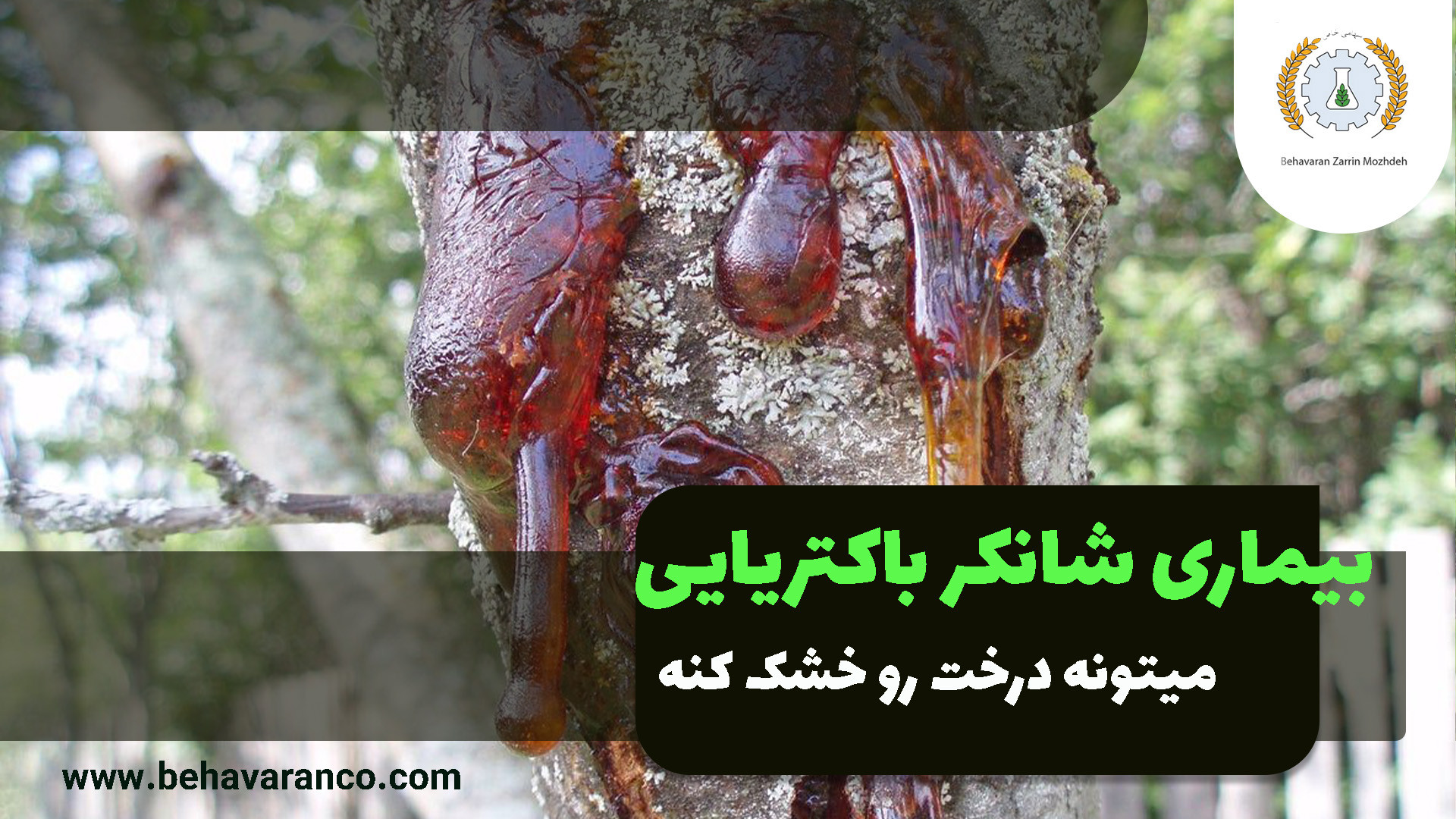 بیماری شانکر باکتریایی میتونه درخت رو خشک میکنه سوسمار بندری