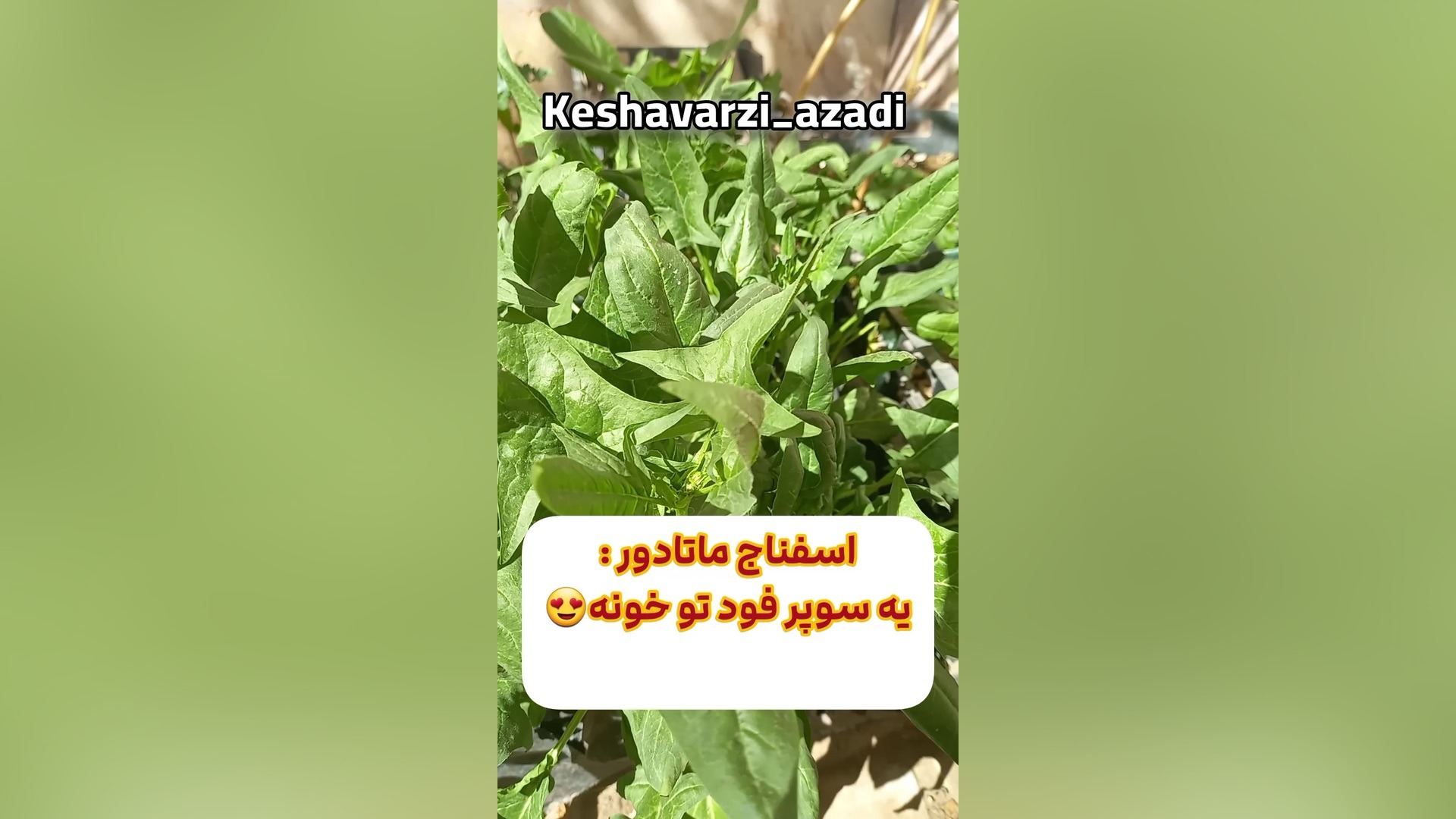معرفی اسفناج رقم ماتادور و شرایط پرورش آن زمان30ثانیه