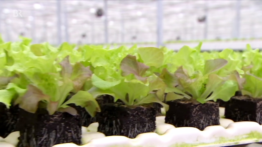 Salat mit Wurzeln Ernte samt Wurzelballen Unser Land BR Fernsehen