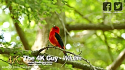 حیات وحش- انتاریو کانادا