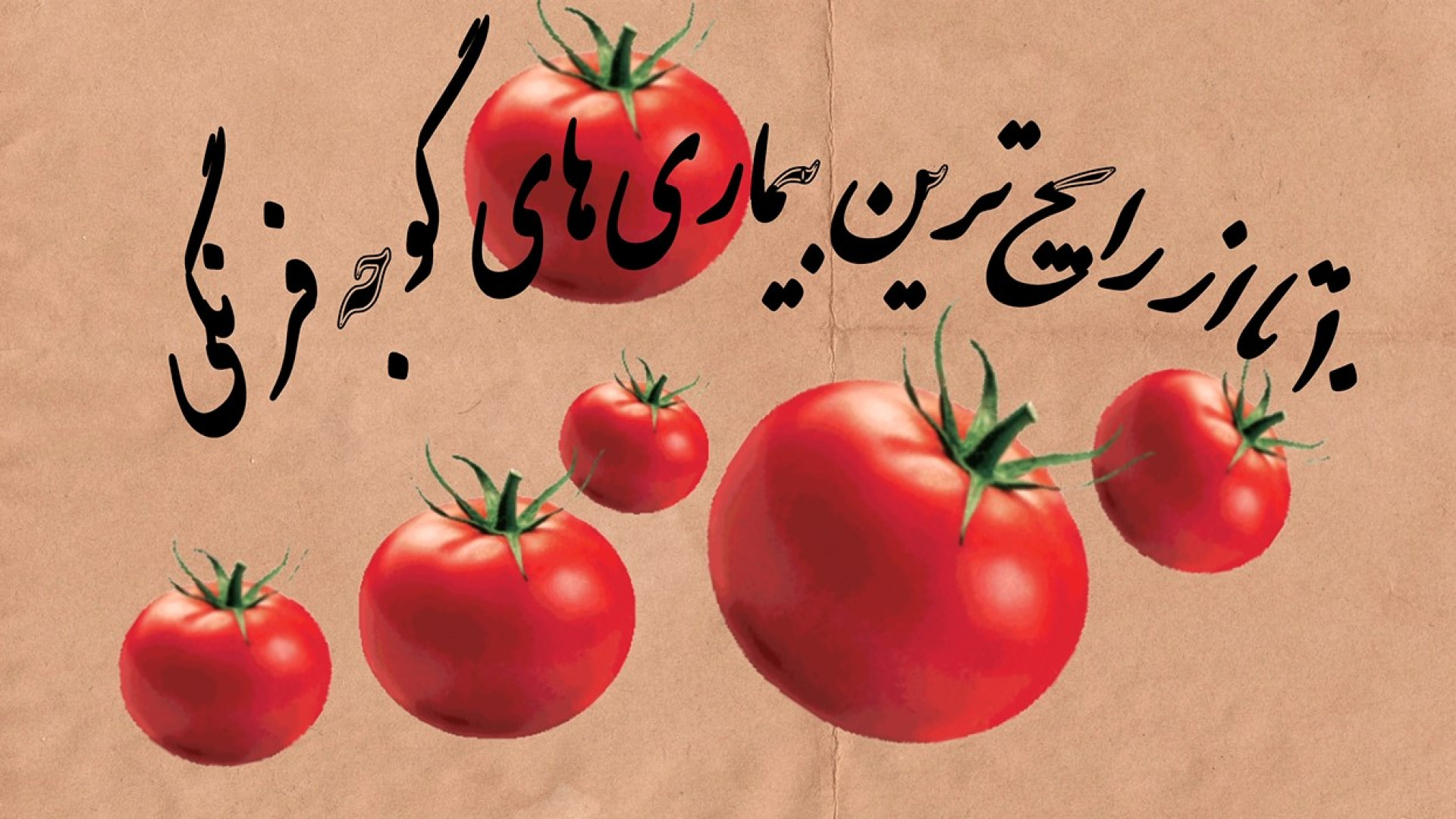 10 بیماری رایج گوجه فرنگی دماغ آلبالویی