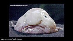 حیوانات بسیــار عجیب غریب!