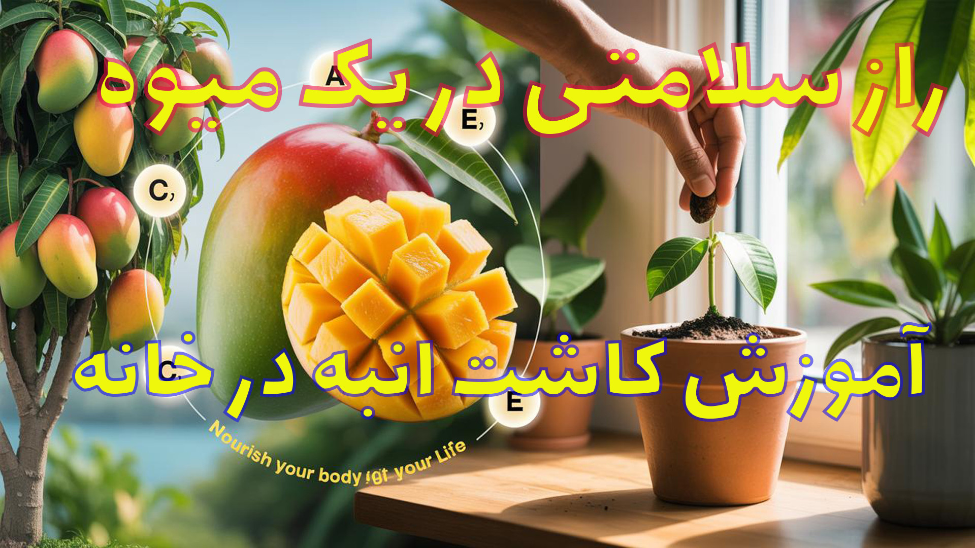 خواص شگفت‌انگیز انبه آموزش کاشت در آپارتمان هپروتی