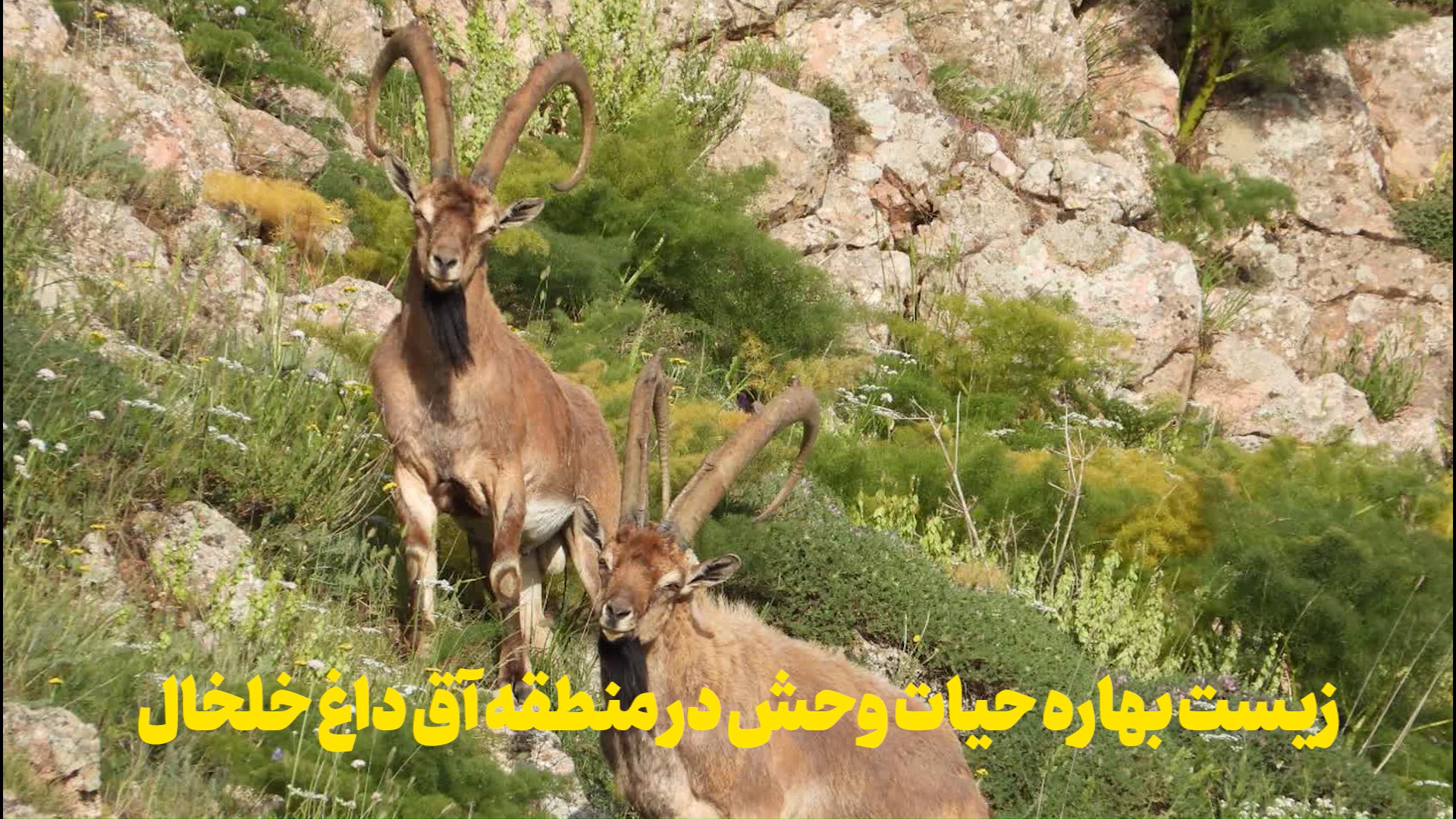 فیلم / زیست بهاره حیات وحش در ارتفاعات خلخال