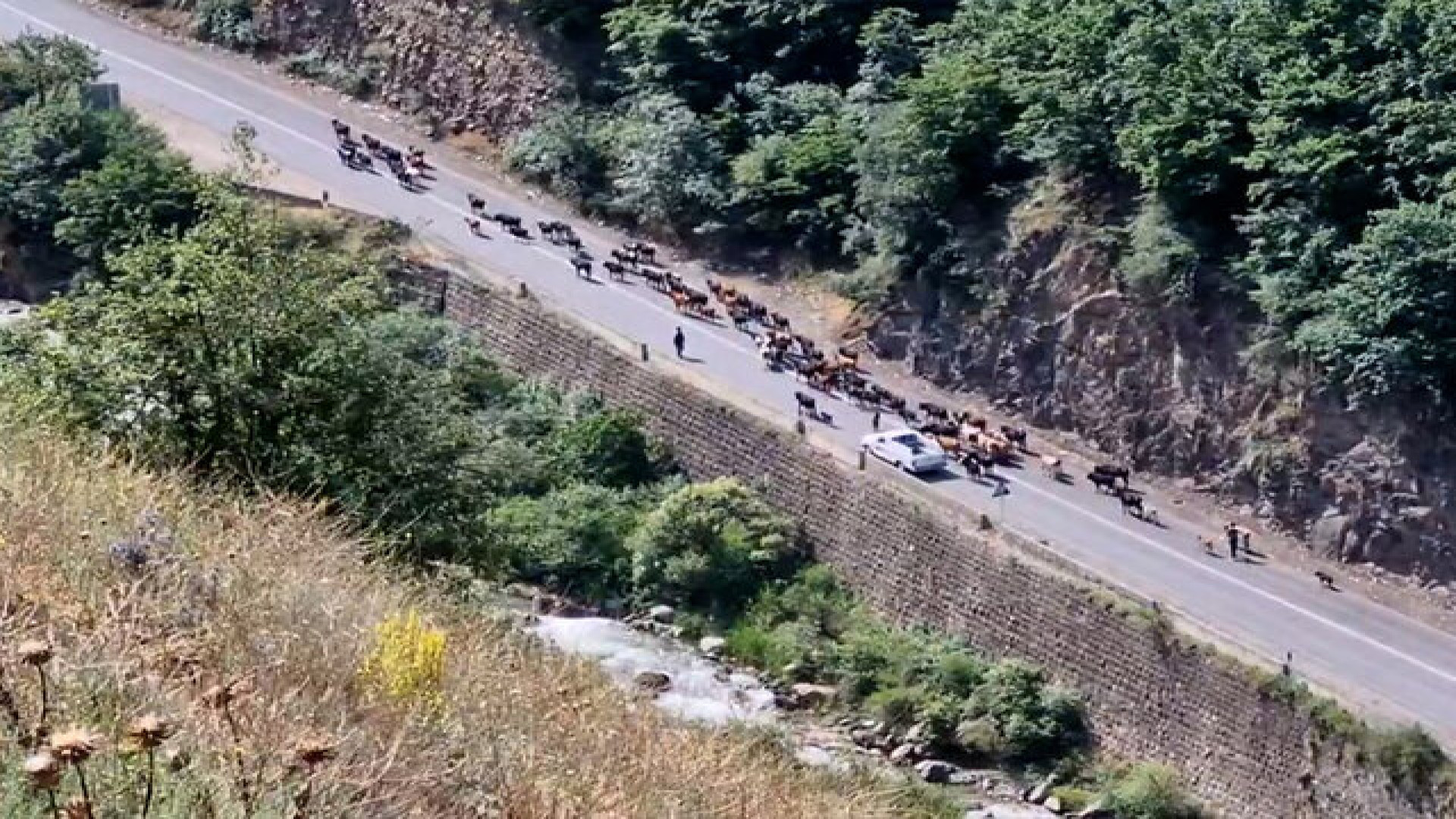 کوچ دام به مراتع ییلاقی در خلوتی جاده چالوس