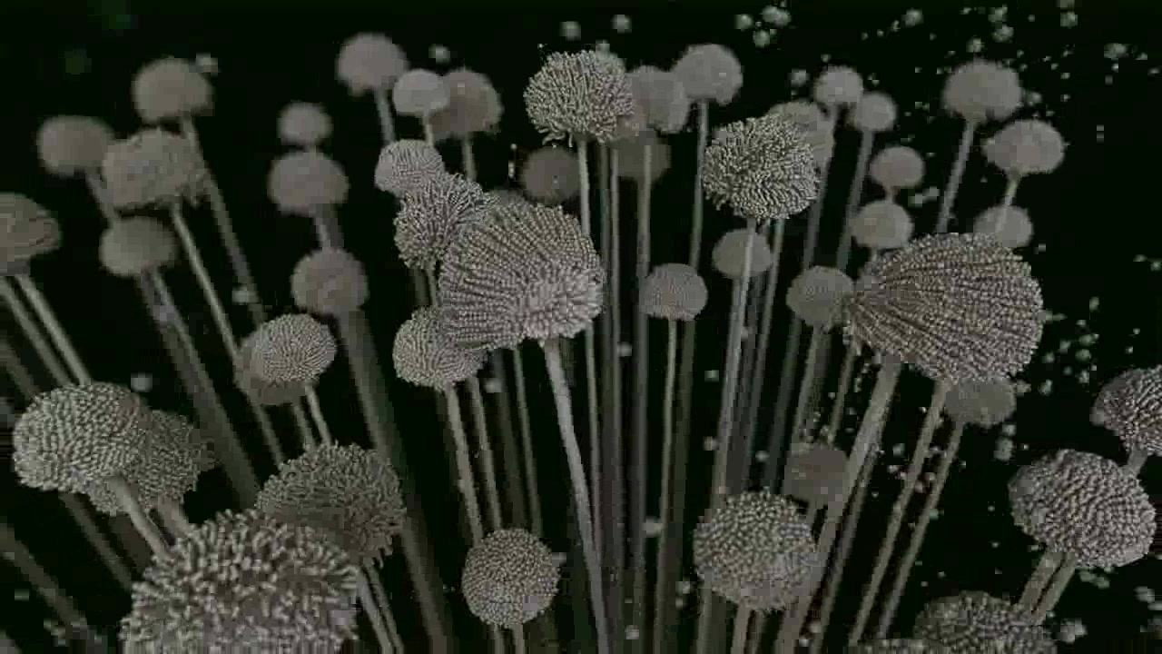 آسپرژیلوس اینفلوئنسر بامزه