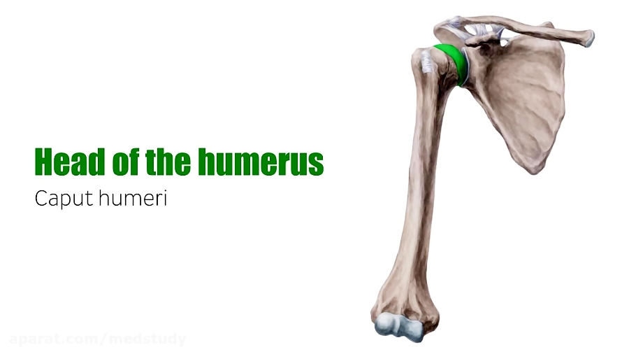Humerus Bone - Anatomy, Definition