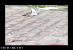 شکار کبوتر توسط موش