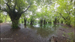 رانندگی و پیاده روی در تالاب استیل آستارا،با درختانی که توی آب زندگی میکنند.