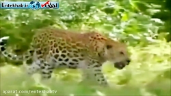 فیلم دوستی عجیب و جالب یک دختر...