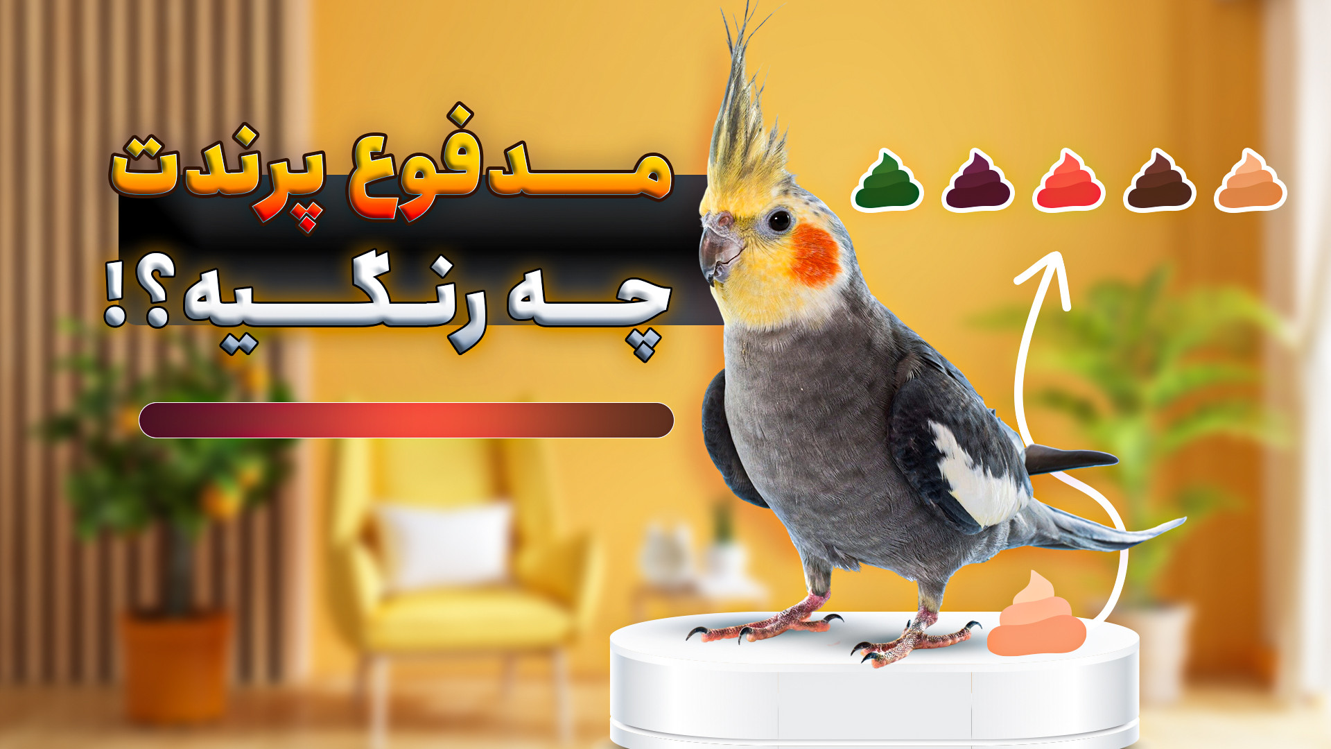رنگ مدفوع پرندت نشونه چیه؟ بیماری یا سلامتی؟ (زرد، سبز، مشکی، سفید...) خفاش لبخند