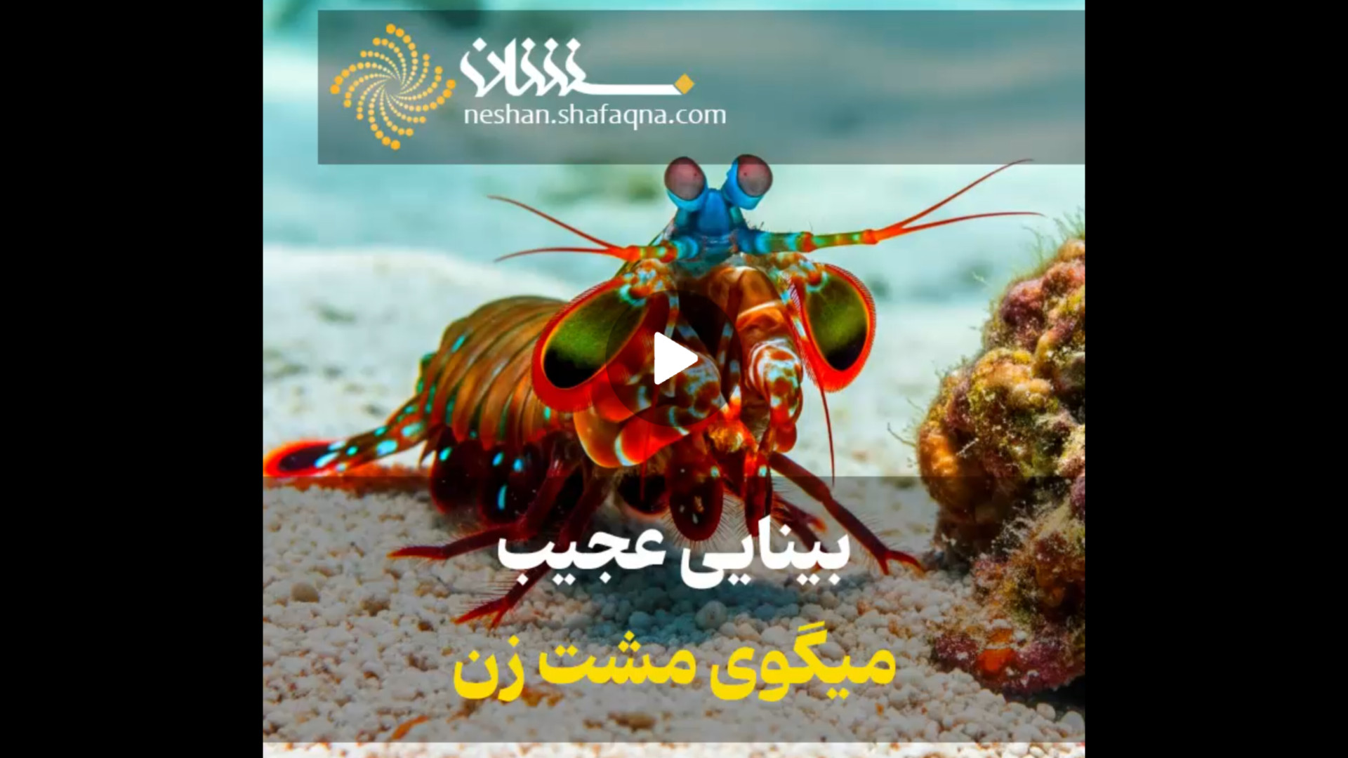 بینایی عجیب میگوی مشت زن کله پوک