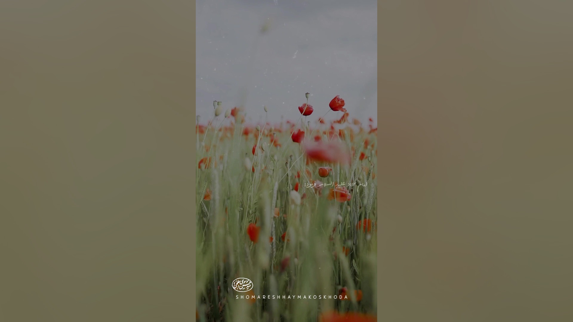 شکر نعمت نعمتت افزون کند/کلیپ و استوری خیلی قشنگ شکر کردن/ حدیث امام سجاد اینسایزینگ