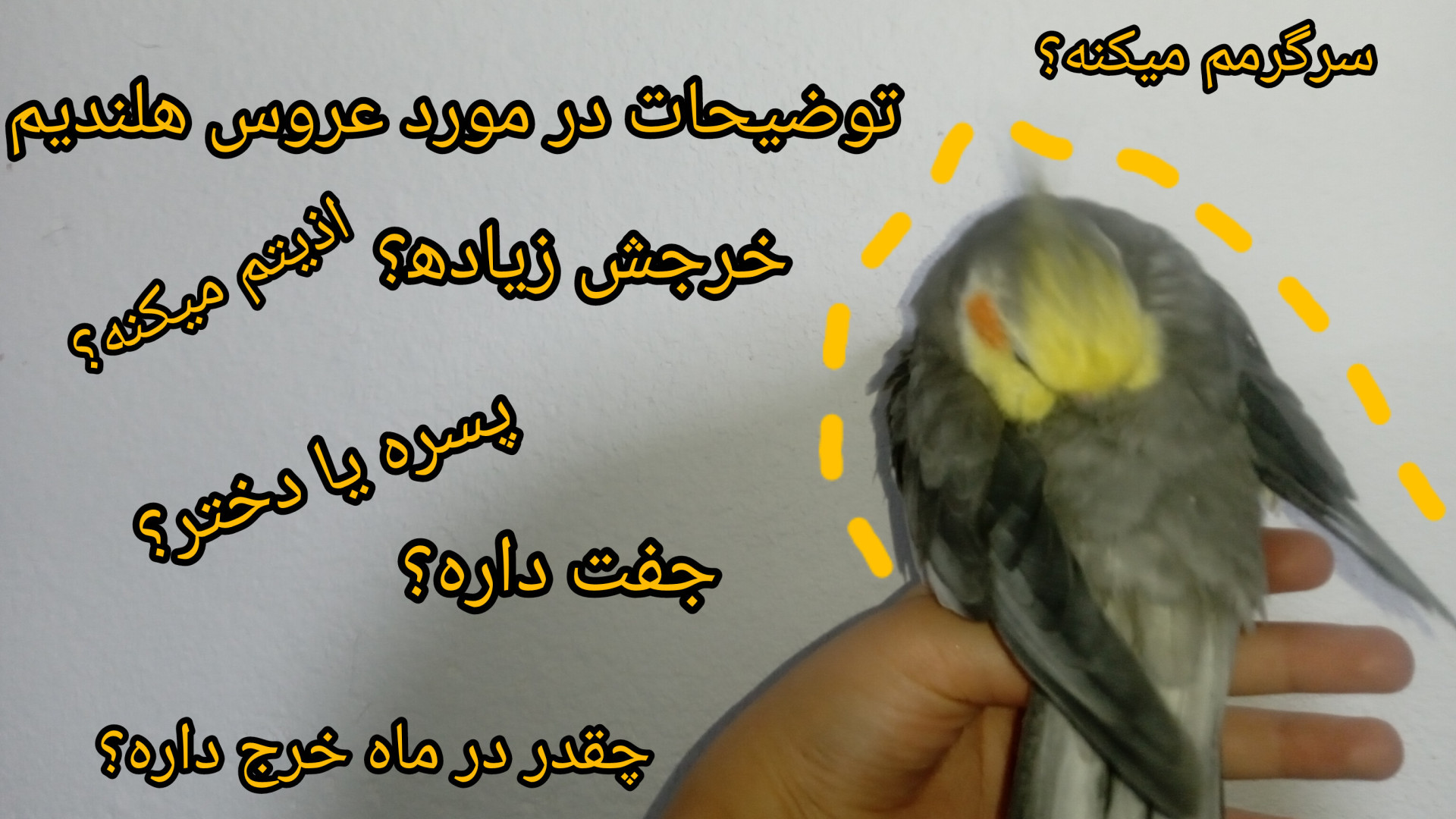 معرفی عروس هلندیم ! چقدر خرج داره؟ نگهداریش سخته زمان69ثانیه