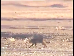 شکار کبوتر توسط گربه وحشی