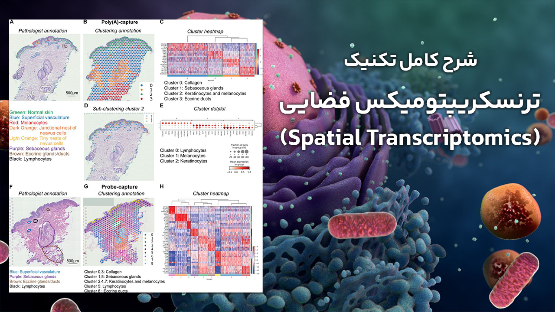 شرح کامل تکنیک Spatial Transcriptomics (ترسنکریپتومیکس فضایی) ابمابوسیکلیب