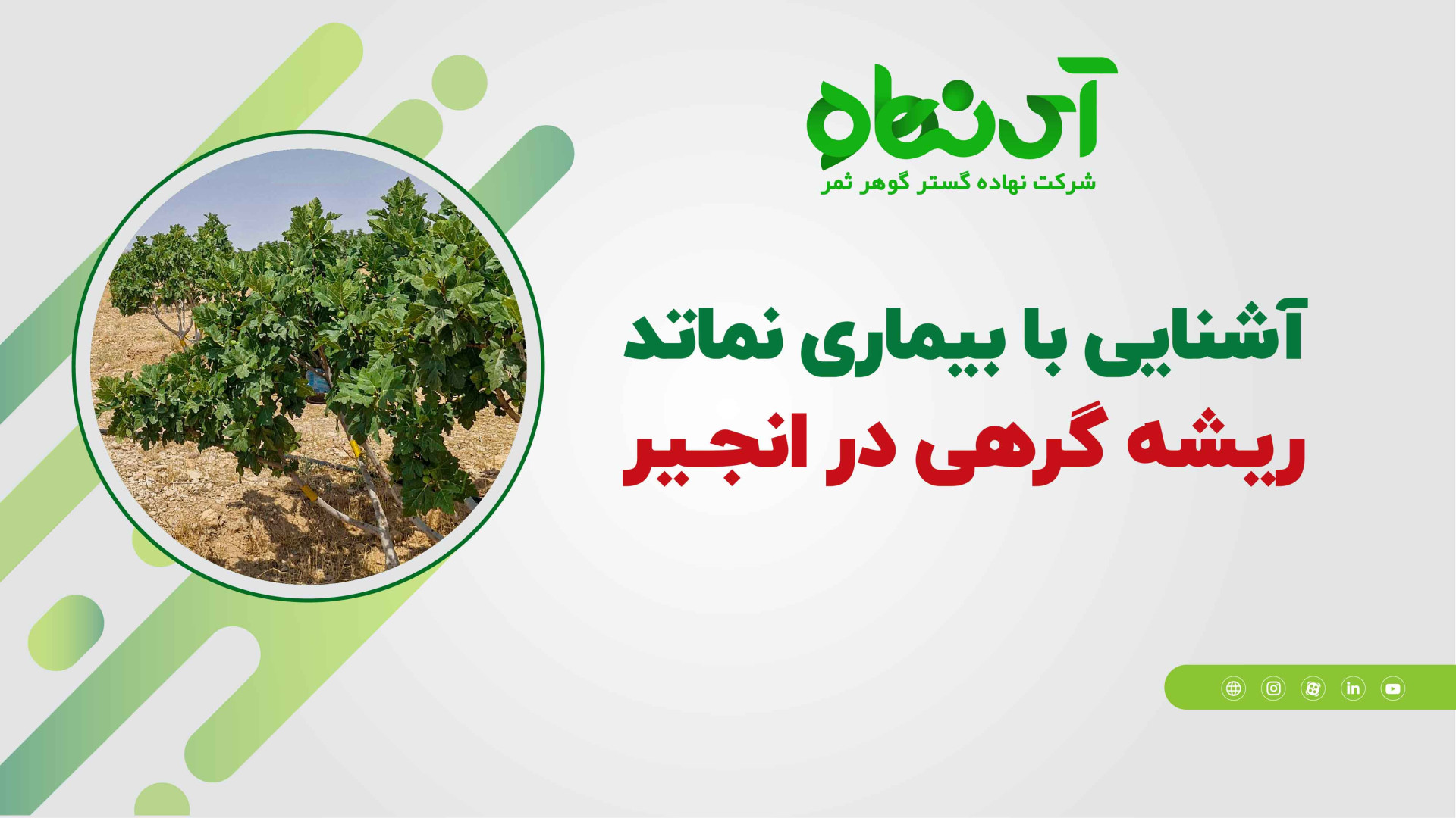 آشنایی با بیماری نماتد ریشه گرهی در انجیر سندرم چیلبلینز