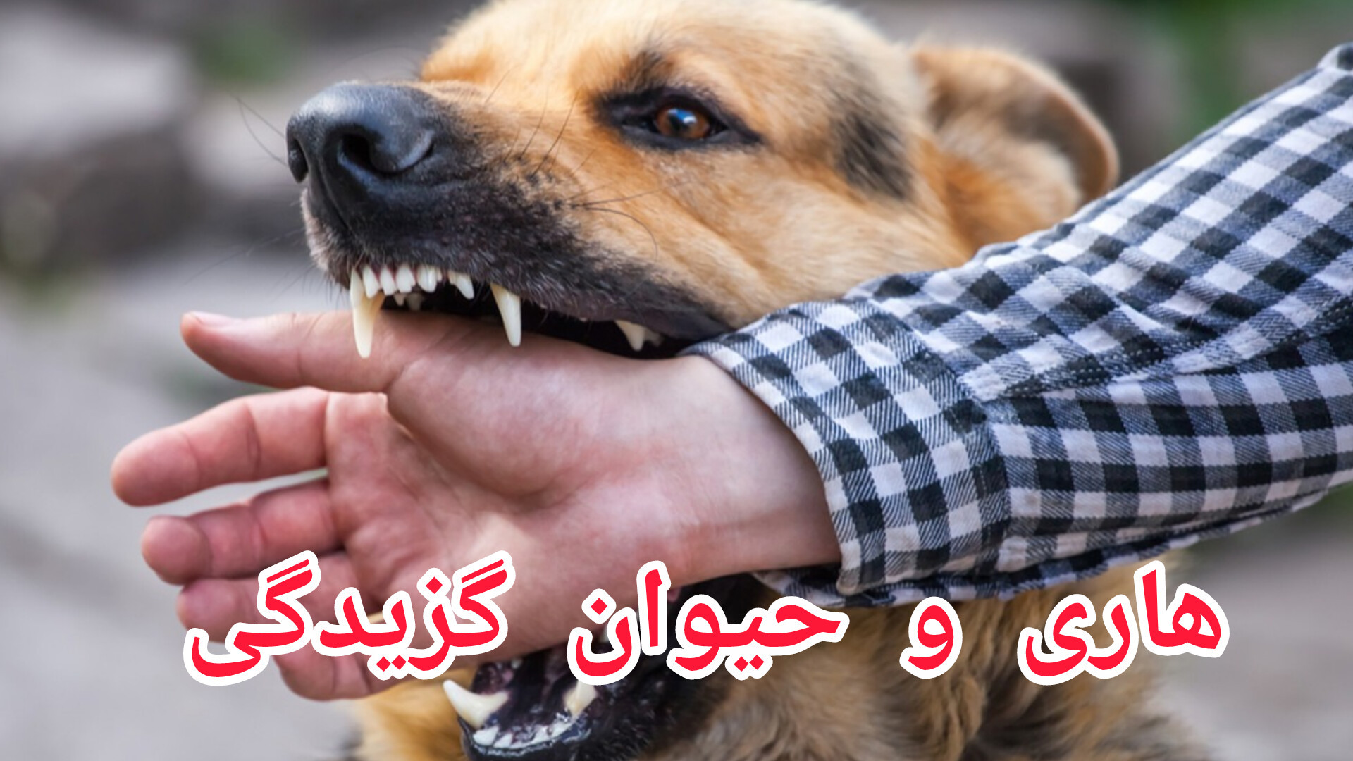 سالانه 59,000 نفر در جهان بر اثر این بیماری می‌میرند لولوی بیابون