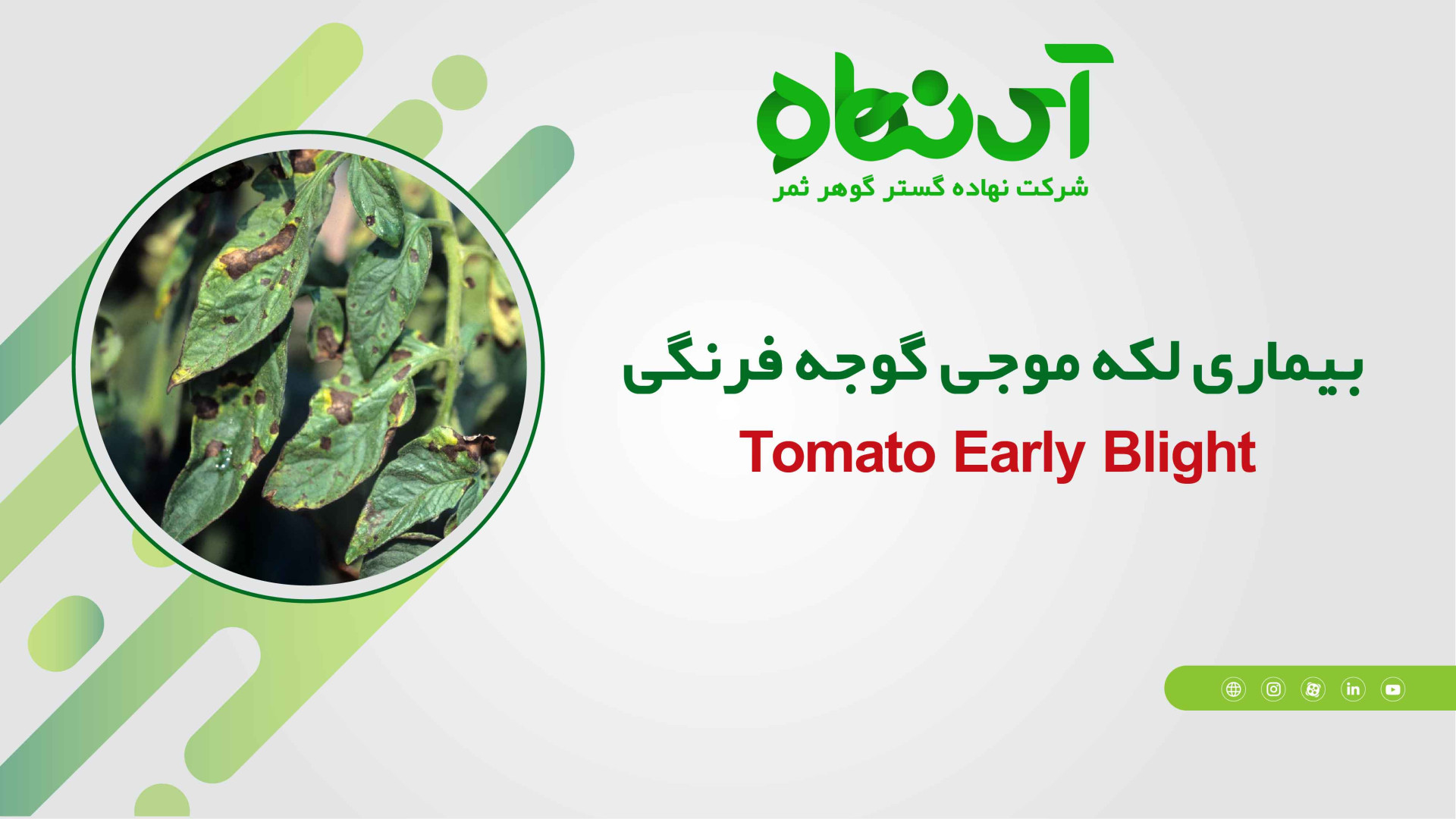 بیماری لکه موجی گوجه فرنگی CUT&RUN