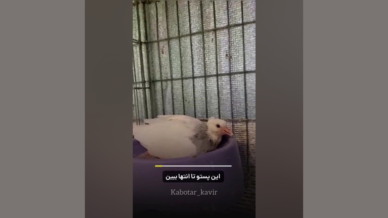 کفتر هر بیماری که داره این ویدیو از دست نده خس خسه چشم درد تنگی نفس کنکر لیدی گاگا