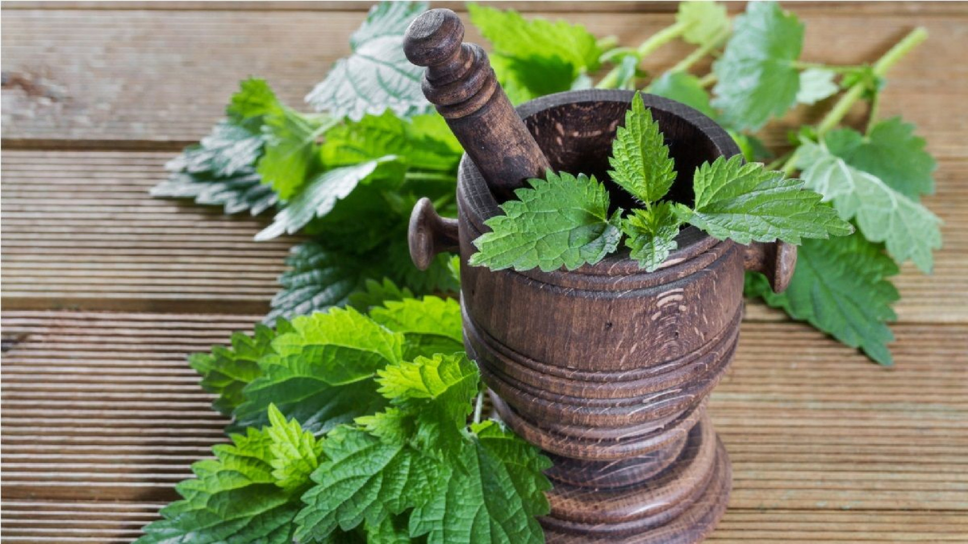 تاثیر شگفت‌انگیز گزنه در دفع سنگ کلیه ابرسانی پوست