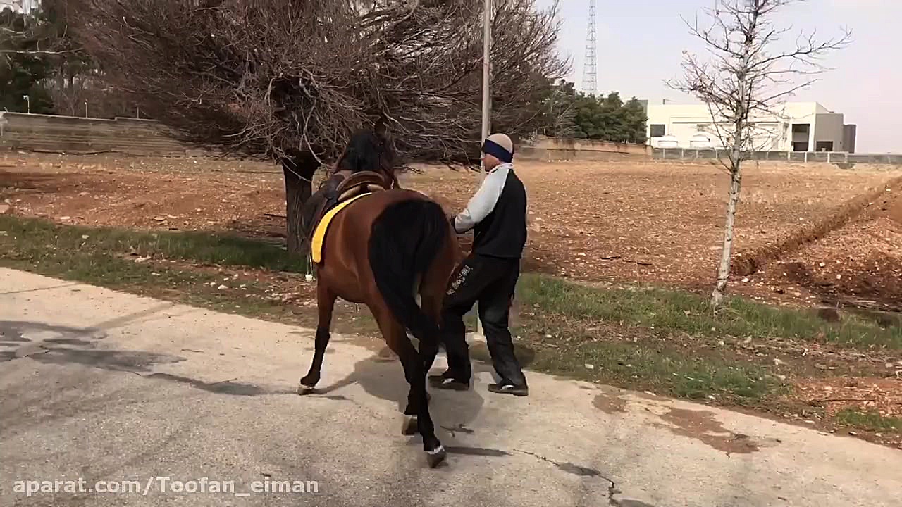 اسب نریون دره شوری كهر زرد-طوفان تام کروز