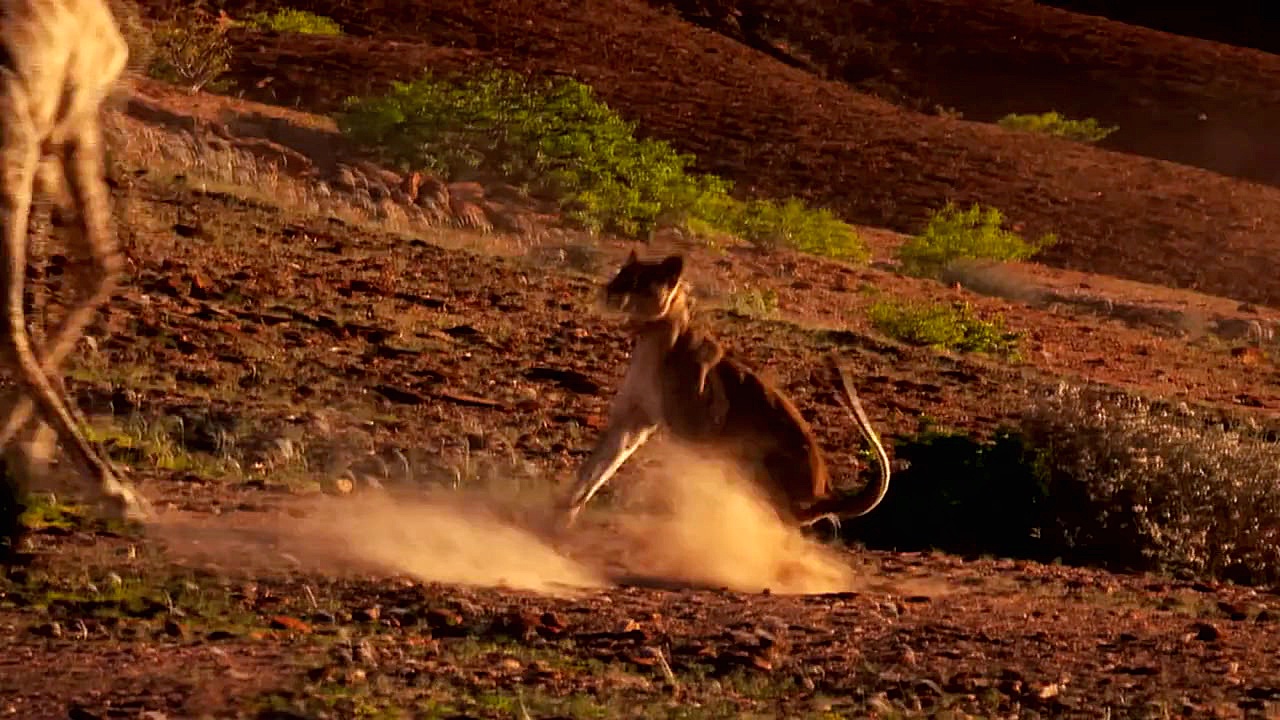 تریلر مستند Vanishing Kings - Lions of the Namib زمان31ثانیه