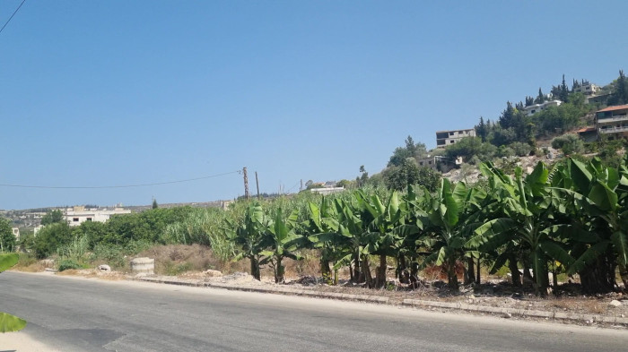 باغ موز در جنوب لبنان