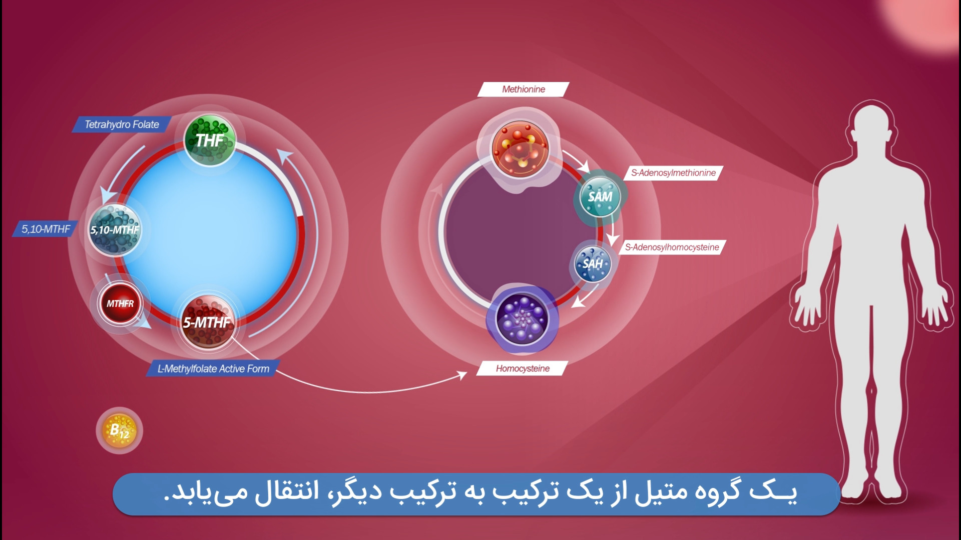 موشن گرافیک چرخه متیلاسیون شرکت داروسازی دکتر عبیدی موش کنگره