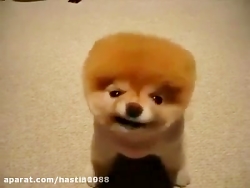 کی دلش از این هاپوها میخواد