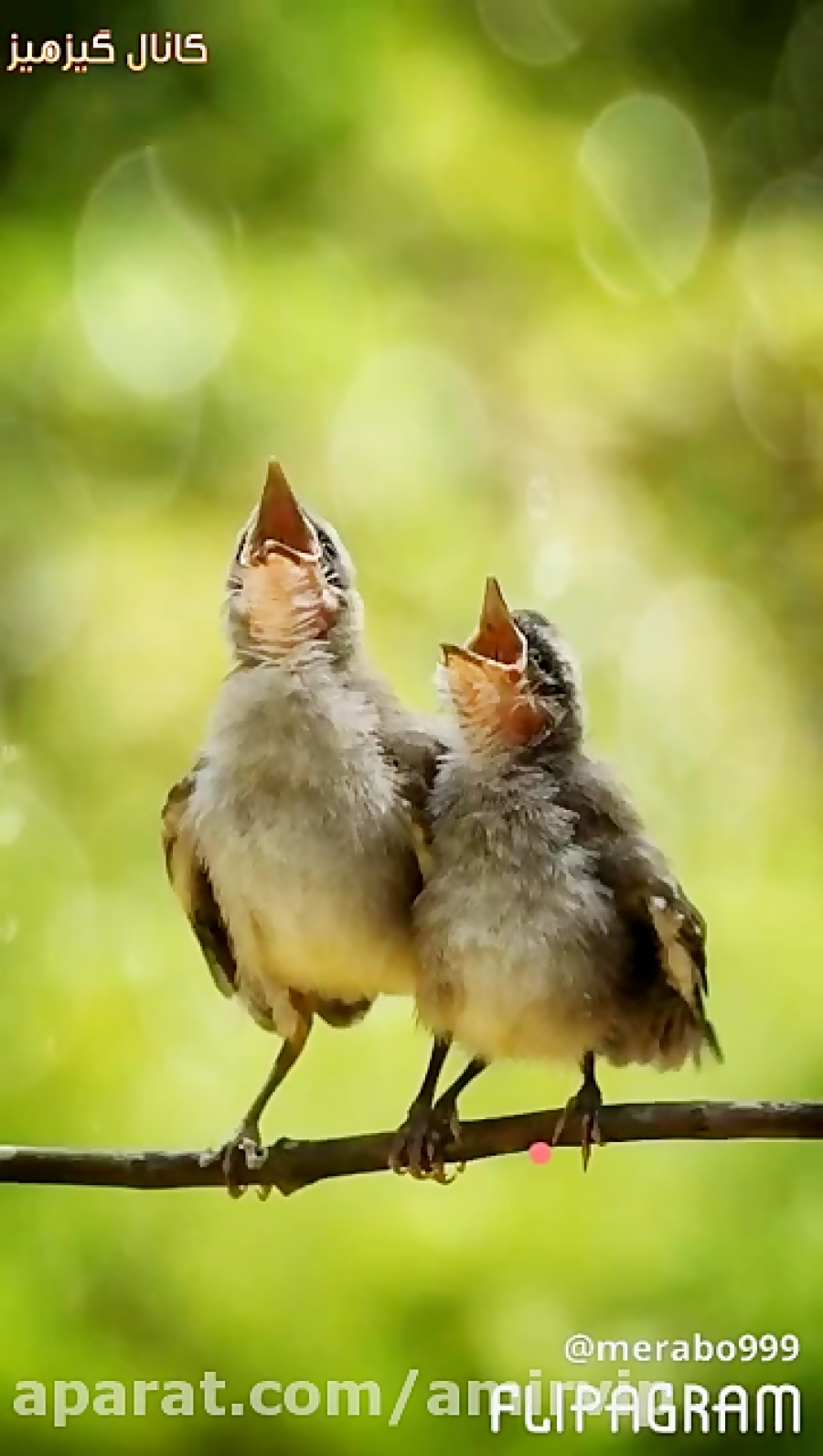Птицы поют перевод. Птицы поют. Красивые птицы поют. Птицы весело поют. Птичьи трели.