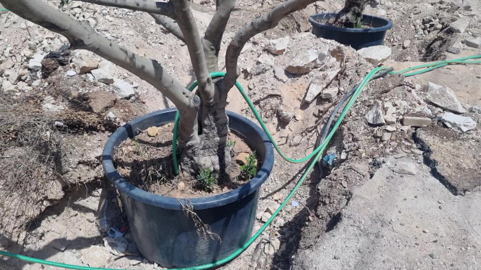 گلدان بزرگ برای کاشت درخت