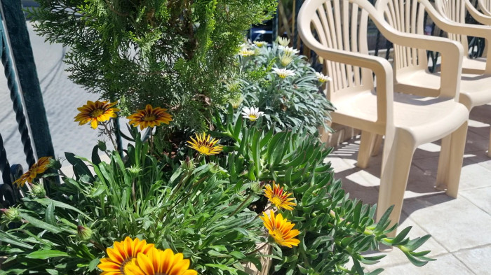 گلهای زیبا در مسجد تاریخی مرکز شهر بنت جبیل