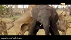 شکار وحشیانه فیل توسط شیرهای د...